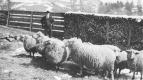 Well-dressed man and sheep 