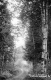 Through the birches, lakeside in West Barnet
