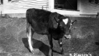 Heifer at H. Gleason's farm