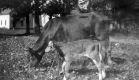 Cow and calf across from McIndoes Church