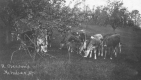 Horace Gleason's heifers