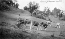 Horace Gleason's cattle