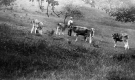 Horace Gleason and heifers
