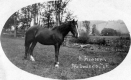 Horse at Gleason Farm