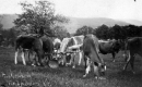 Heifers at Gleason's Farm