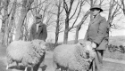Sheep and two men at Gleason Farm