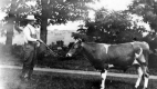 Horace Gleason and bull