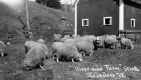 "Riverside Farm" or Island Line sheep stock