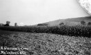 Horace Gleason's corn