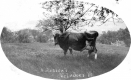 Cow on Horace Gleason Farm