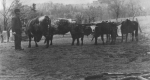 3 yokes of oxen near ash house at Somers Farm