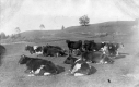 Cows at Gleason Farm