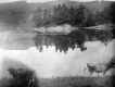 Cows and Connecticut River