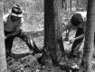 Tree-Felling