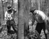 Tree-Felling