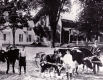 Yoked Cows on Court Street 