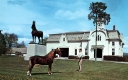 UVM's Morgan Horse Farm