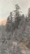 Dirt road through dense wooded area