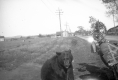 Rural Vista and Bear on Chain