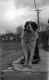 A Large Dog on the Sidewalk