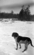 Hunting Dog in a Snowy Field