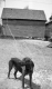 A Dog in Rural Vermont