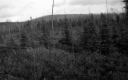 A Marshy Forest Area