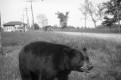 A Bear in Rural Vermont