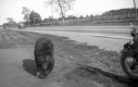 Chained Bear