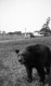A Bear Chained in the Countryside