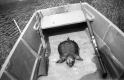 A Deceased Turtle