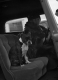 A Family in the Car