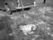 An Owl in Daylight