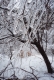 Addison county ice storm