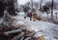 Aftermath of Ice Storm in Addison County