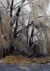 Ice-covered tree