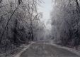 Icy trees lining a dirt road