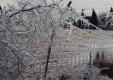 Ice covered fence and deciduous tree