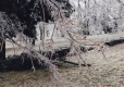 Close-up of ice covered tree branch