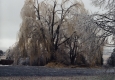 Willow tree after ice storm