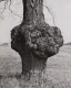A Giant Tree Burl