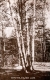 Four Birches