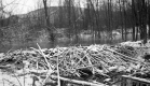 Beaver Dam