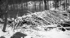 Beaver Dam
