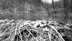 Beaver Dam