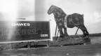 Black Horse Advertising Sign
