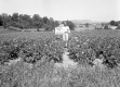 Hubbard's Fertilizer