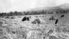 View of Oat Field with Farm Buildings and Silo