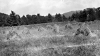 Hay field 