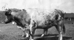 Steer at Caledonia County Fair
